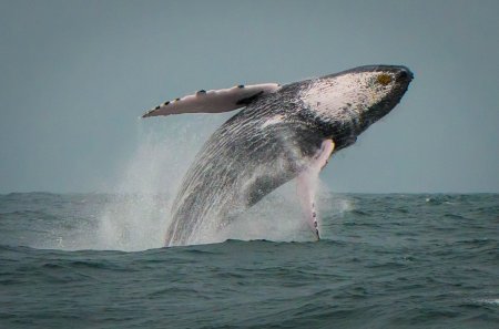 Южноафриканский «Иона» попал в пасть кита