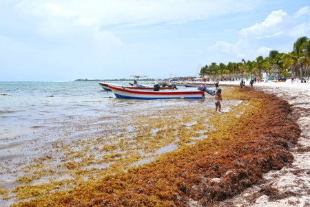 «Ароматная» водоросль разрушила морской отдых в Мексике