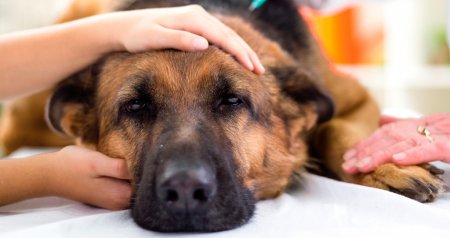 Профилактика и лечение пироплазмоза у собак