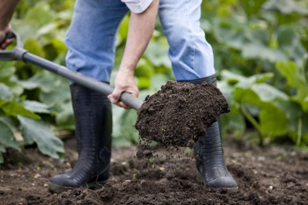 Насколько плотной должна быть почва при посадке овощей?